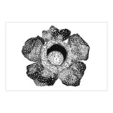 Flower of Rafflesia keithii