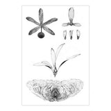 Winged seeds