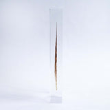 Common Kestrel feather