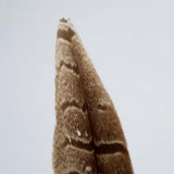 Pheasant feather