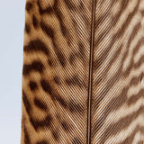 Golden Pheasant feather