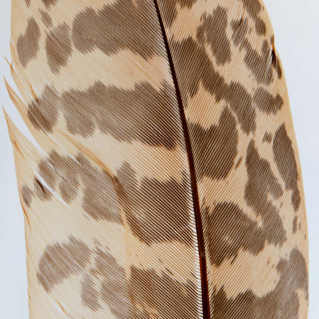 Copper Pheasant feather – Usagi no Nedoko
