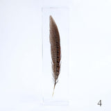 Pheasant feather