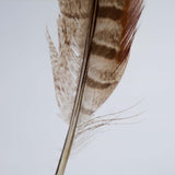 Pheasant feather