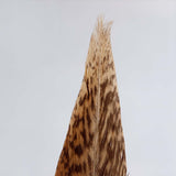 Golden Pheasant feather