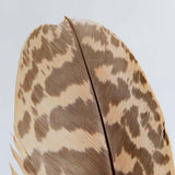 Common Kestrel feather
