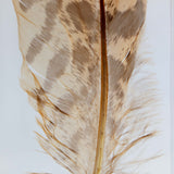 Common Kestrel feather