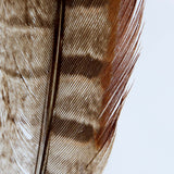 Pheasant feather