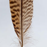 Golden Pheasant feather