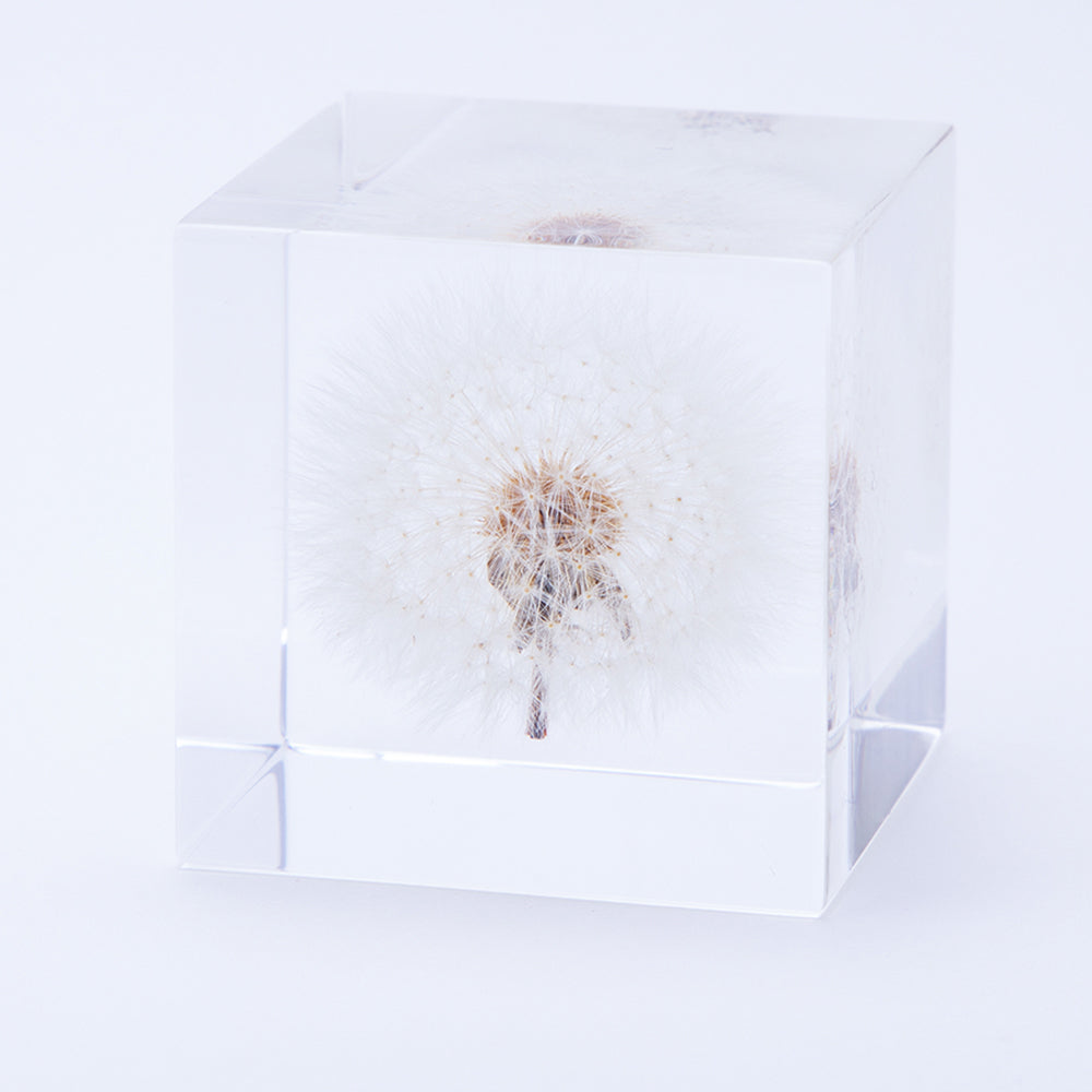 Dandelion (2.0in cube) – Usagi no Nedoko
