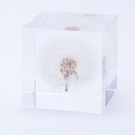 Dandelion (2.0in cube)
