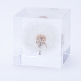 Dandelion (2.0in cube)