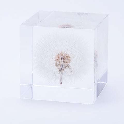 Dandelion (2.0in cube)