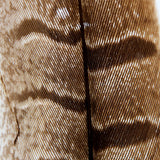 Pheasant feather