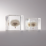 Dandelion (1.6in cube)