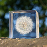Dandelion (1.6in cube)