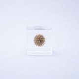 Globe thistle