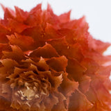 Globe amaranth