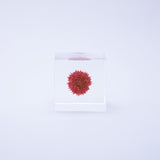 Globe amaranth