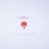 Globe amaranth