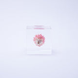 Globe amaranth