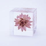 Strawflower