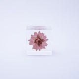 Strawflower
