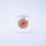 Strawflower