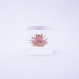 Strawflower