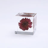 Strawflower