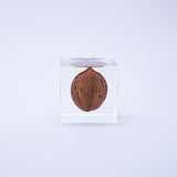 Japanese walnut