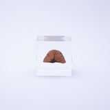 Japanese walnut