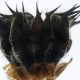 Velvetleaf