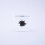 Velvetleaf