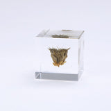 Velvetleaf