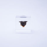 Velvetleaf