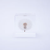 Dandelion (2.0in cube)