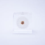 Dandelion (2.0in cube)