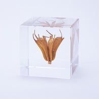 Yellow fennel flower