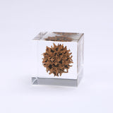 American sweetgum
