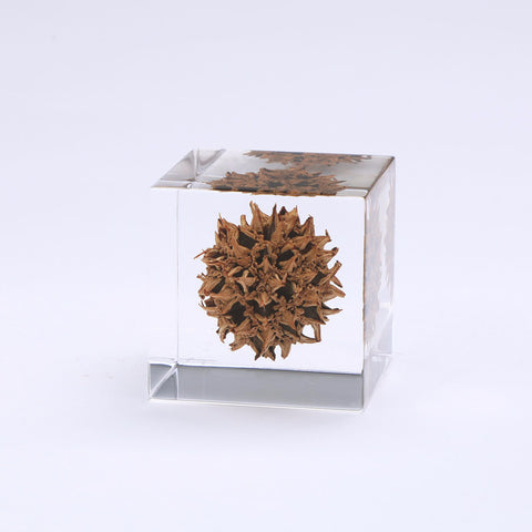 American sweetgum