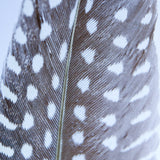 Guinea fowl feather