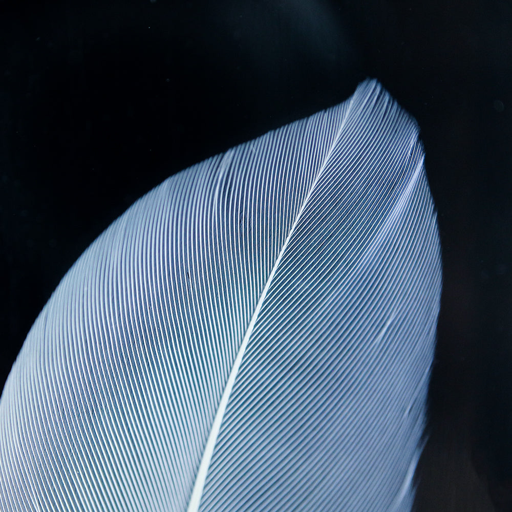 Copper Pheasant feather – Usagi no Nedoko