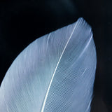 Duck feather