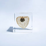 Chinese lantern plant(2.0in cube)