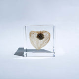 Chinese lantern plant(2.0in cube)