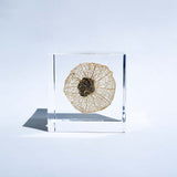 Chinese lantern plant(2.0in cube)