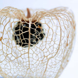 Chinese lantern plant(2.0in cube)