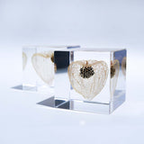 Chinese lantern plant(2.0in cube)