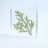 Lycopodium clavatum